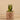 Plants-Potted Aloe (Discontinued)-Bloomr