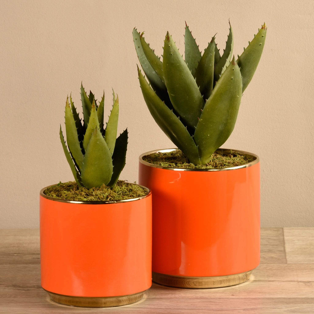 Potted Aloe - Bloomr