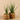 Plants-Artificial Potted Aloe-Bloomr