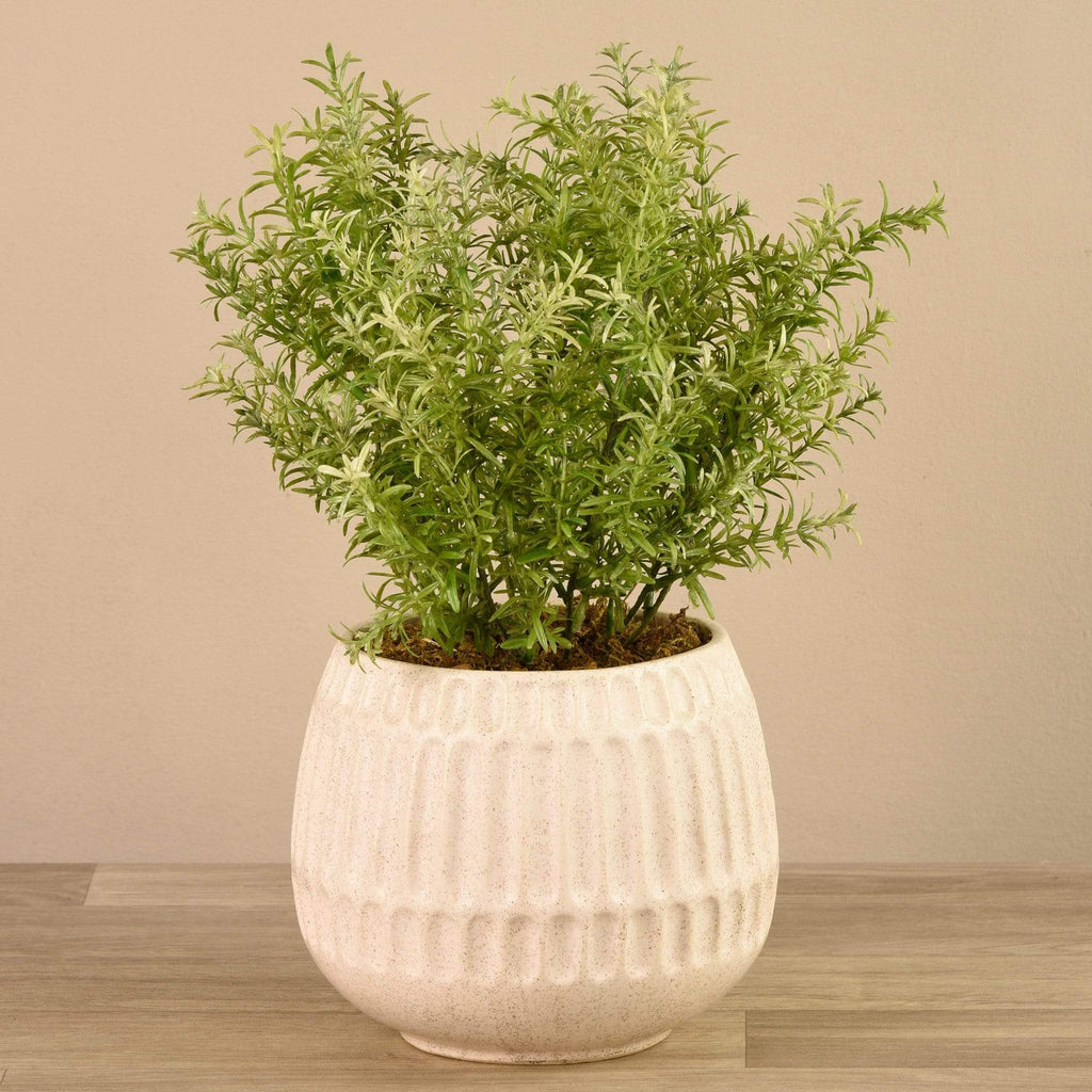 Potted Asparagus - Bloomr