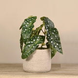 Artificial Potted Begonia - Bloomr