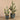 Plants-Potted Cactus-Bloomr