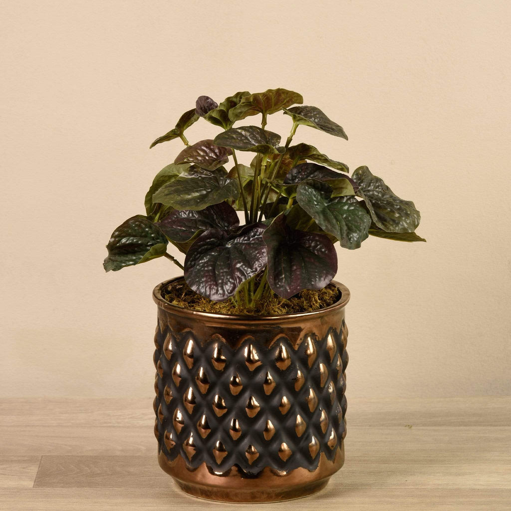 Potted Dark Peperomia - Bloomr