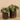 Plants-Artificial Potted Eucalyptus-Bloomr