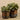 Plants-Artificial Potted Eucalyptus-Bloomr