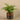 Plants-Artificial Potted Fern-Bloomr