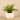 Plants-Potted Fern-Bloomr