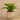 Plants-Potted Fern-Bloomr