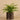 Plants-Potted Fern-Bloomr