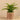 Plants-Potted Fern-Bloomr