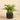 Plants-Potted Fern-Bloomr