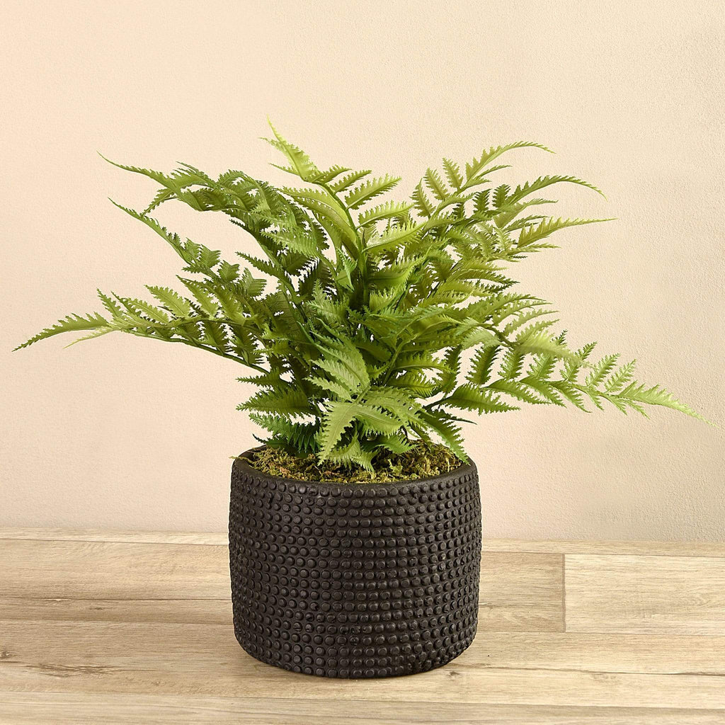 Potted Fern - Bloomr