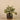 Plants-Potted Fittonia Discontinued-Bloomr