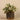 Plants-Potted Fittonia Discontinued-Bloomr