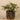 Plants-Potted Fittonia Discontinued-Bloomr