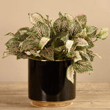 Artificial Potted Fittonia - Bloomr