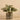 Plants-Potted Fittonia (Discontinued)-Bloomr
