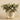 Plants-Potted Fittonia Discontinued-Bloomr
