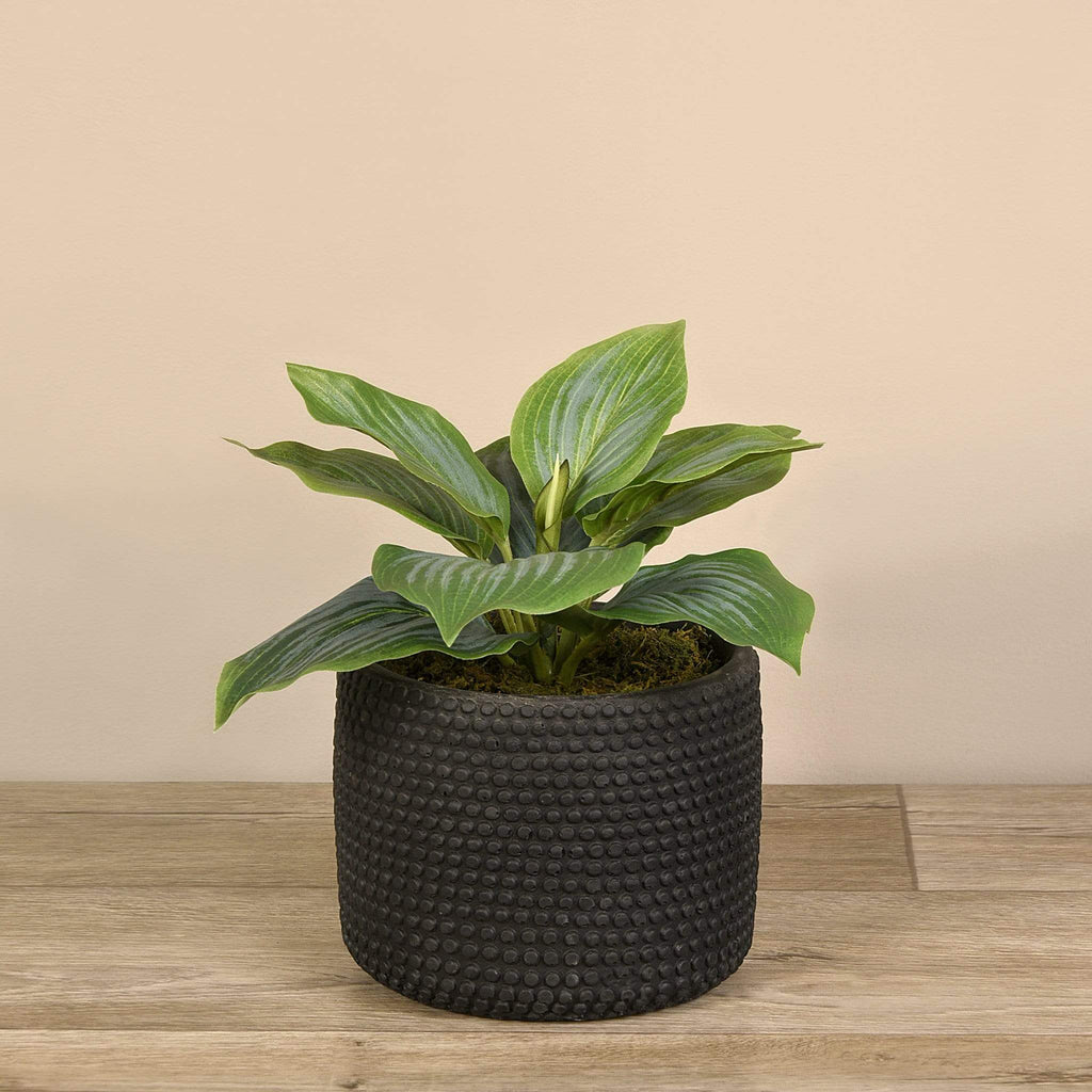 Potted Hosta Leaf - Bloomr