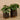 Plants-Potted Pancake-Bloomr