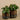 Plants-Artificial Potted Pancake Plant-Bloomr