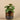 Plants-Artificial Potted Pancake Plant-Bloomr