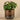 Plants-Artificial Potted Pancake Plant-Bloomr