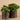 Plants-Artificial Potted Pancake Plant-Bloomr