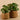 Plants-Artificial Potted Pancake Plant-Bloomr