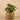 Plants-Artificial Potted Pancake Plant-Bloomr