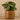 Plants-Artificial Potted Pancake Plant-Bloomr