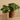 Plants-Potted Pancake (Discontinued)-Bloomr