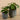 Plants-Potted Pancake Plant-Bloomr