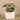 Plants-Potted Peperomia-Bloomr