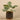 Plants-Potted Peperomia-Bloomr