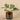 Plants-Artificial Potted Peperomia-Bloomr