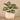 Plants-Potted Peperomia-Bloomr