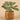 Plants-Artificial Potted Peperomia-Bloomr