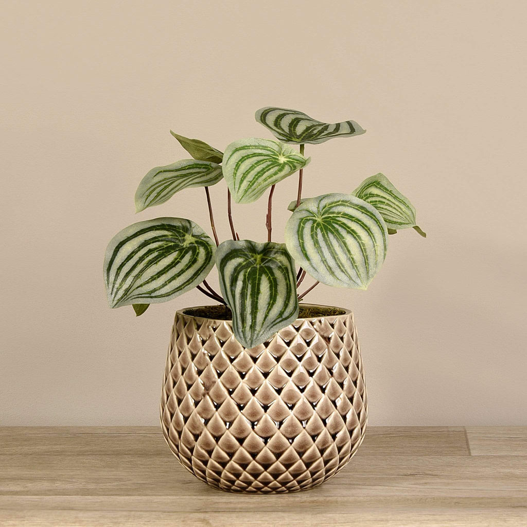 Artificial Potted Peperomia - Bloomr