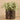 Plants-Potted Silver Fall-Bloomr