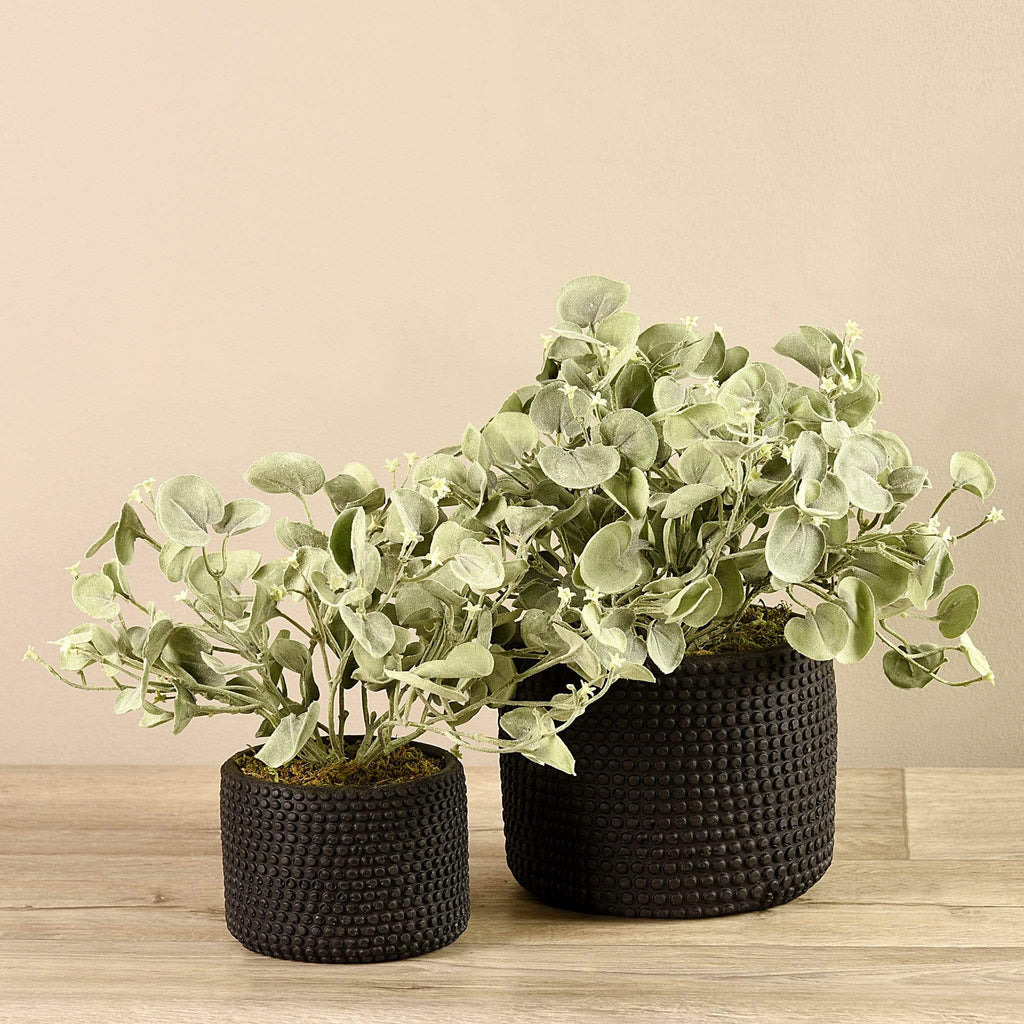 Potted Silver Fall - Bloomr