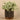 Plants-Potted Silver Fall Plant-Bloomr