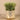 Plants-Potted Sprout Succulent-Bloomr