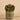 Plants-Potted Succulent (Discontinued)-Bloomr