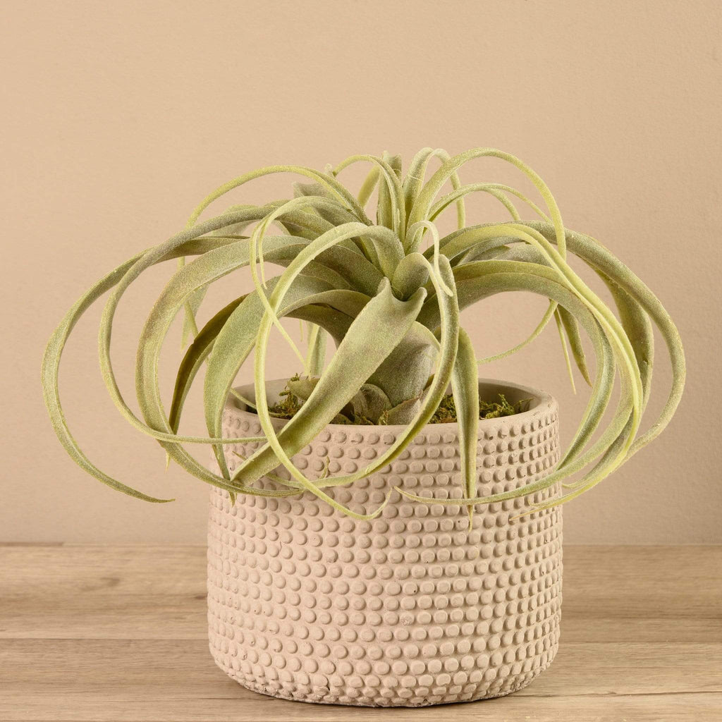 Potted Tillandsia - Bloomr