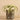 Plants-Artificial Potted Tillandsia (Discontinued)-Bloomr