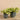 Plants-Potted Vanilla Leaf-Bloomr