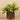 Plants-Potted Vanilla Leaf-Bloomr