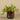 Plants-Artificial Potted Vanilla Leaf Plant-Bloomr