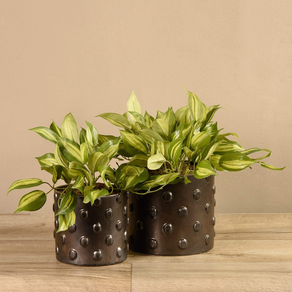 Potted Vanilla Leaf - Bloomr